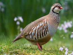 partridge