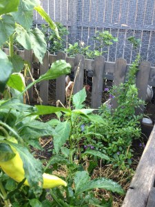 Jalapenos and chickens