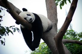 Lazy-Panda
